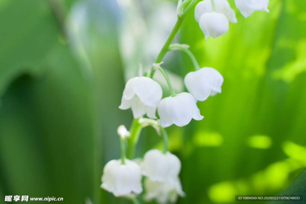 风铃花