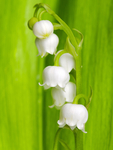 风铃花