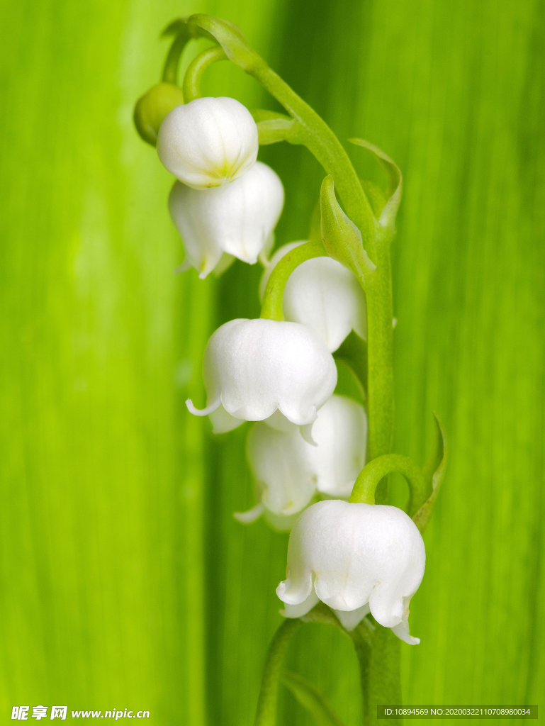 风铃花