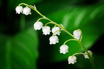 风铃花