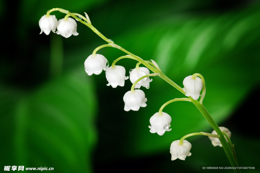 风铃花