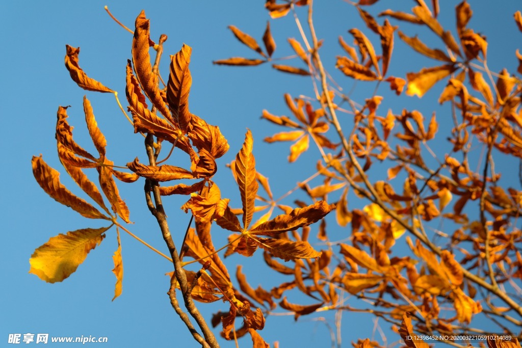 金黄的板栗树枝叶