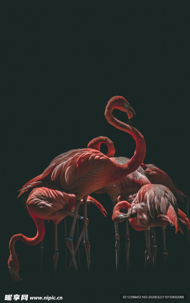 火烈鸟