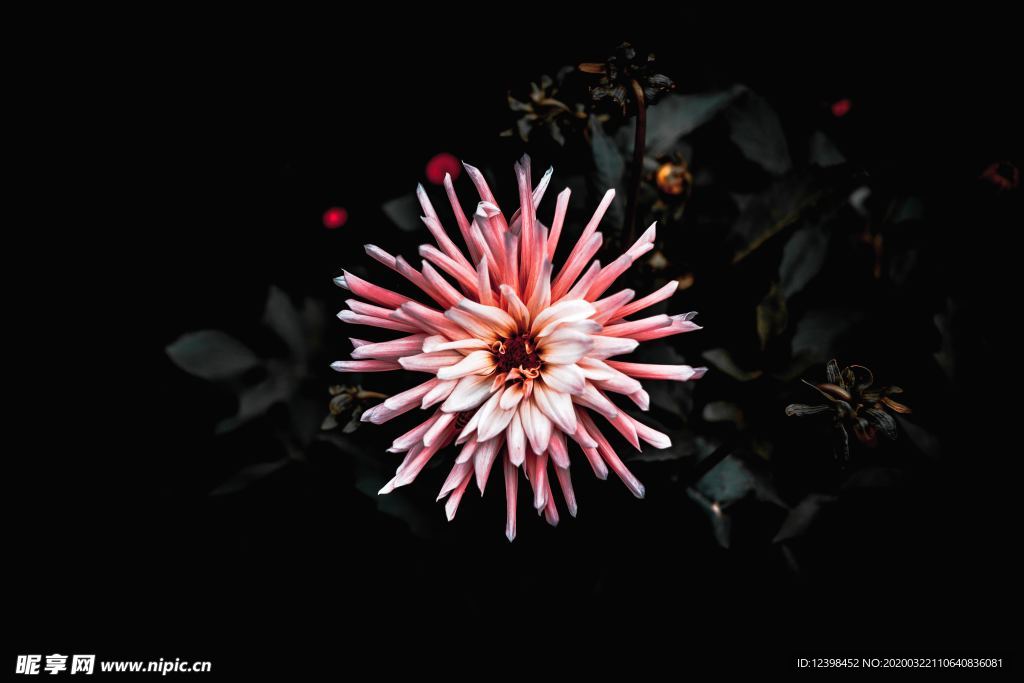夜空中绚丽的烟花