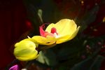 蝴蝶兰花
