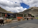 拉萨马路牛群