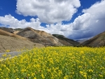 油菜花田图片