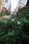 白花鬼针草