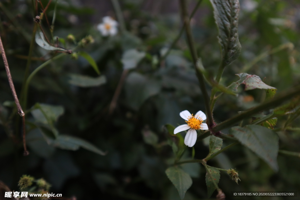 白花鬼针草