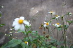 白花鬼针草