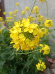 油菜花