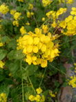 油菜花