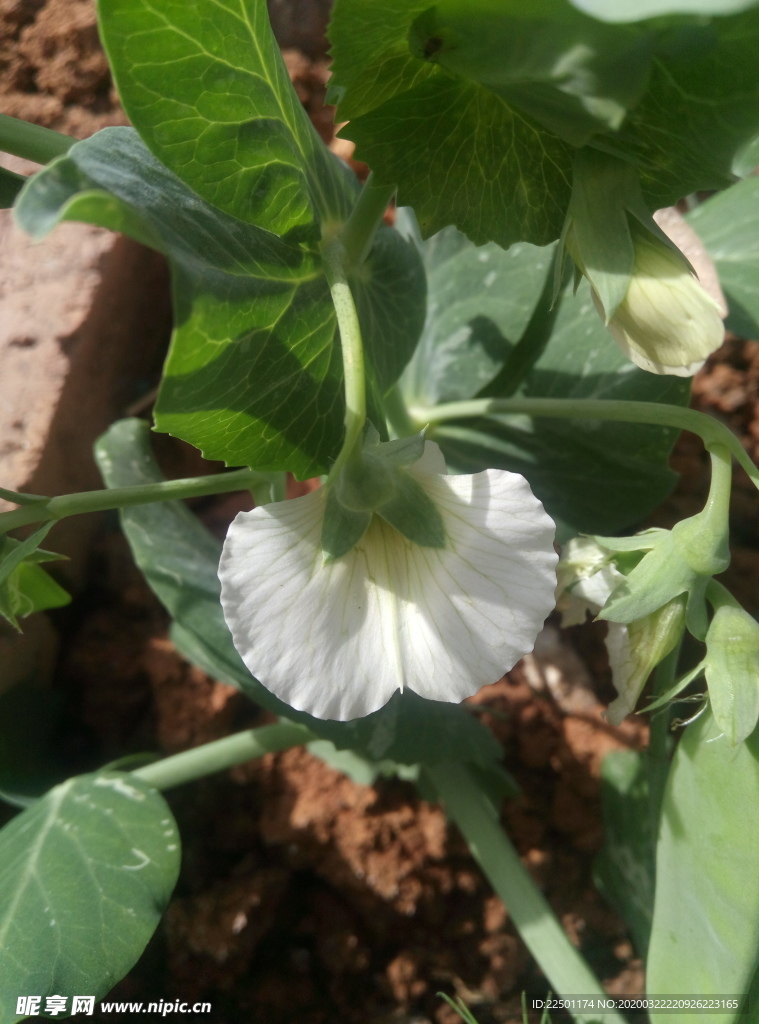 豌豆花
