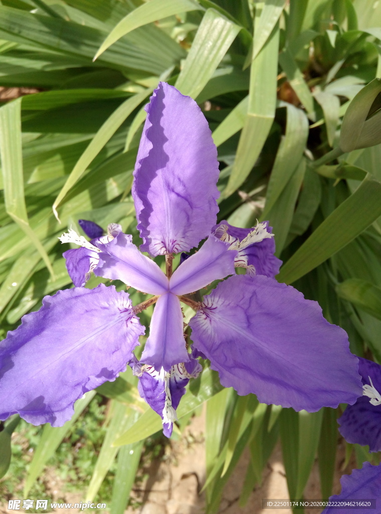 鸢尾花