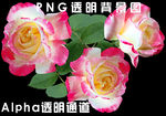玫瑰花