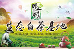 茶园基地