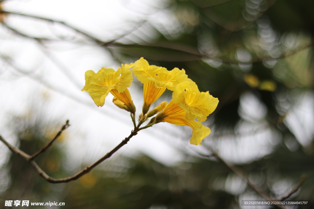 黄花