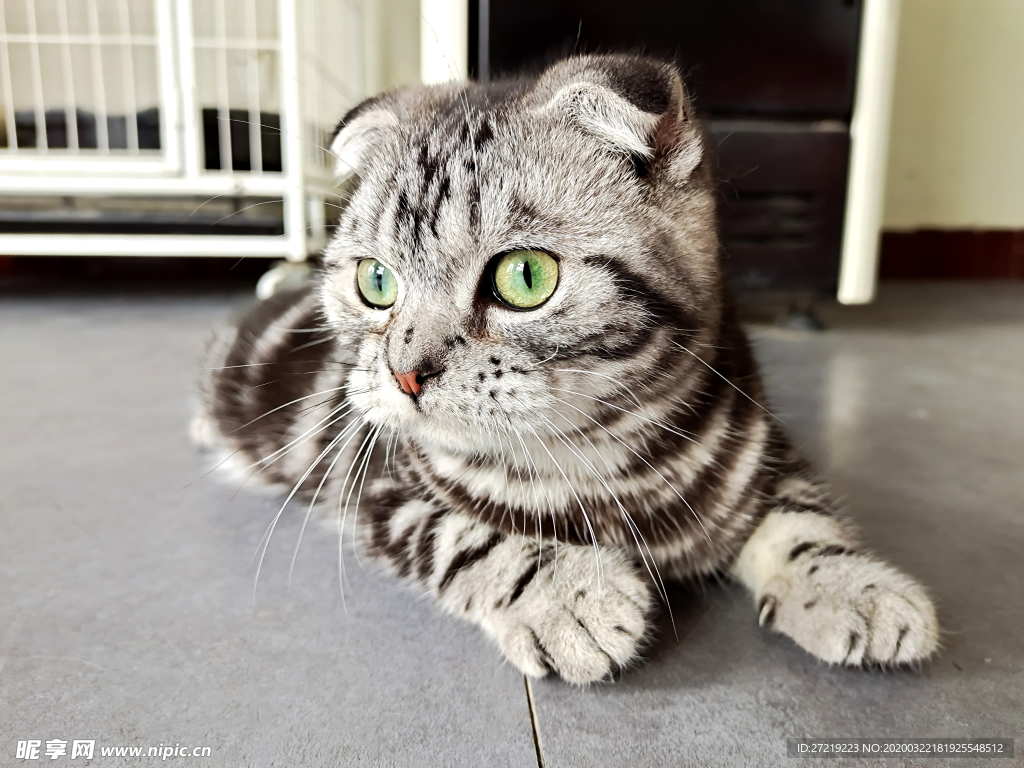 可爱猫