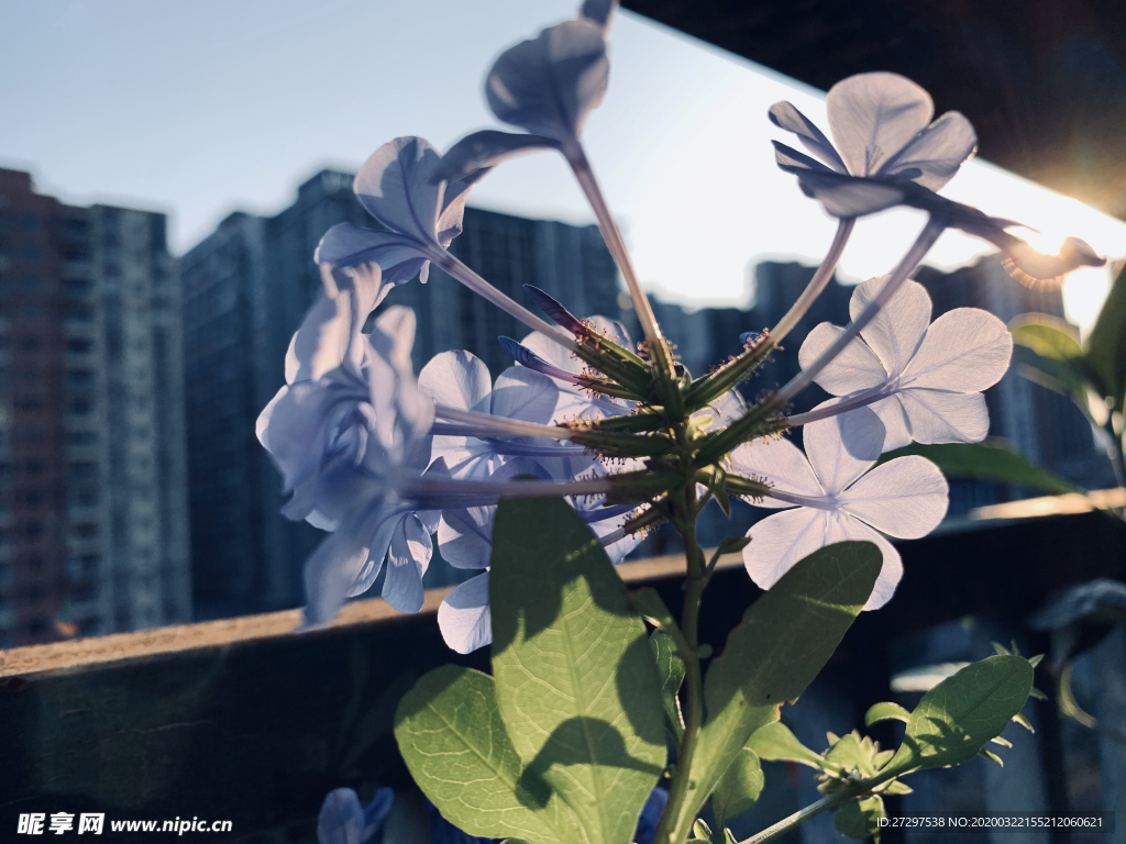 花