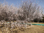 春天的桃树林