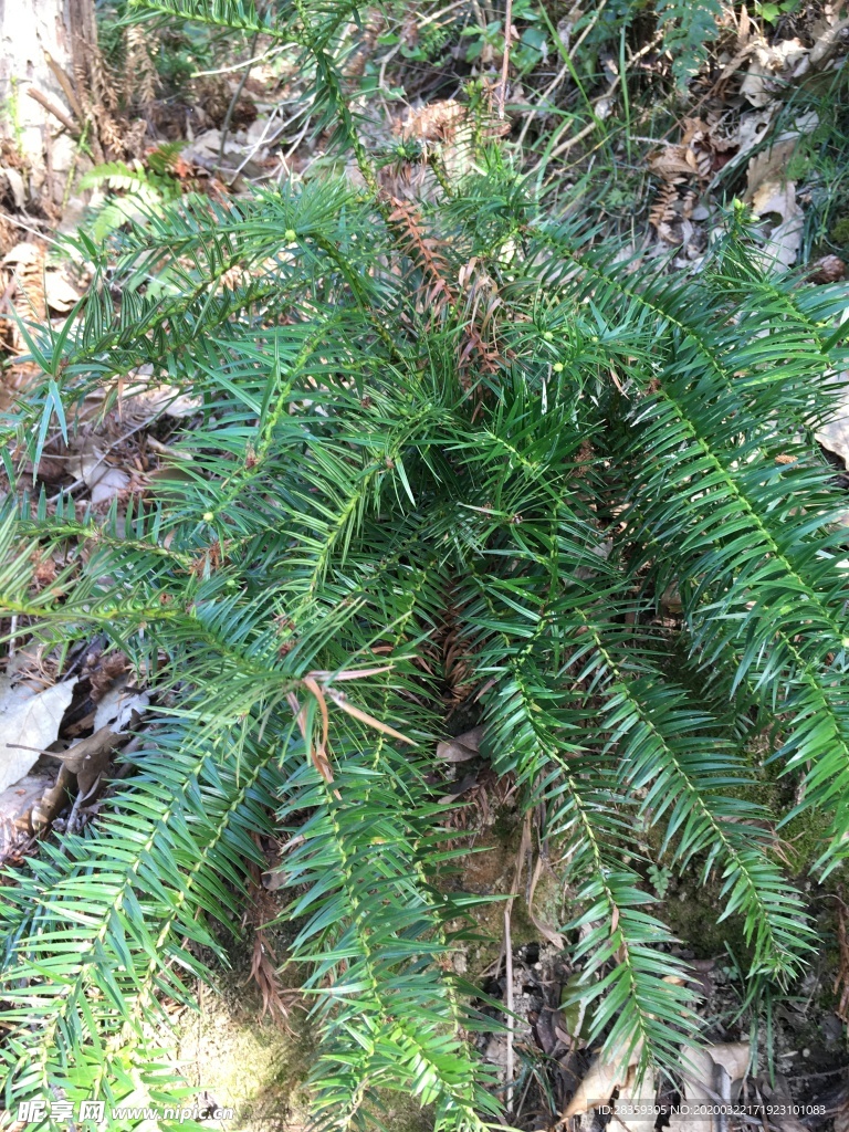 春天 季节 植物 野花 花草