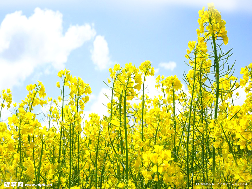 油菜花