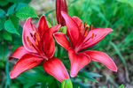 百合花 红色 开花 花瓣