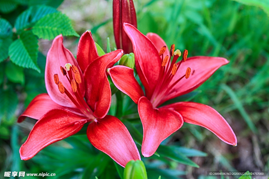 百合花 红色 开花 花瓣