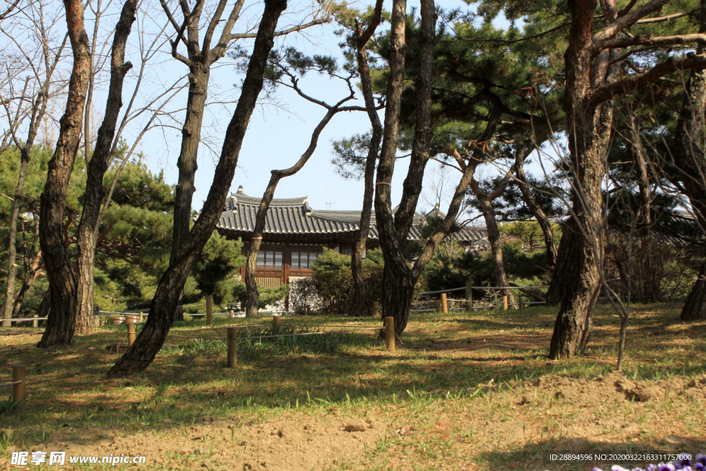 花园 围场 大韩民国 韩屋 树