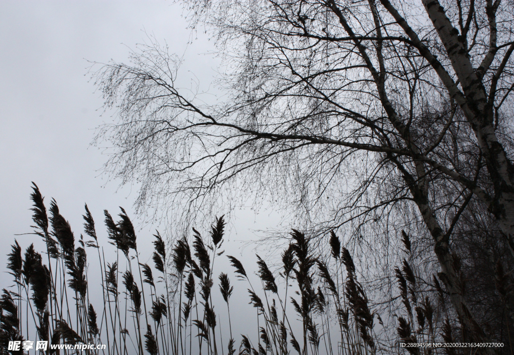 芦苇 树 雾 冬天 气氛