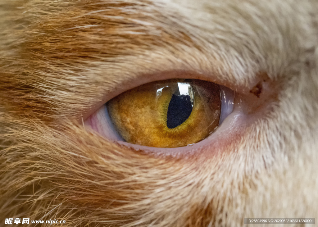 猫 皮毛 眼睛 黄色 猫眼