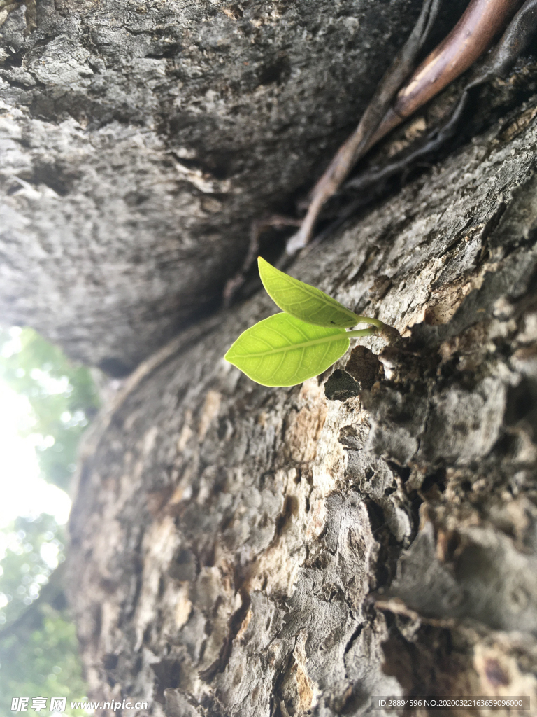 树  树皮 花蕾 森林