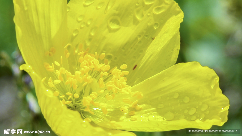 花蕊