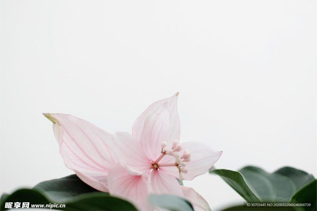 花