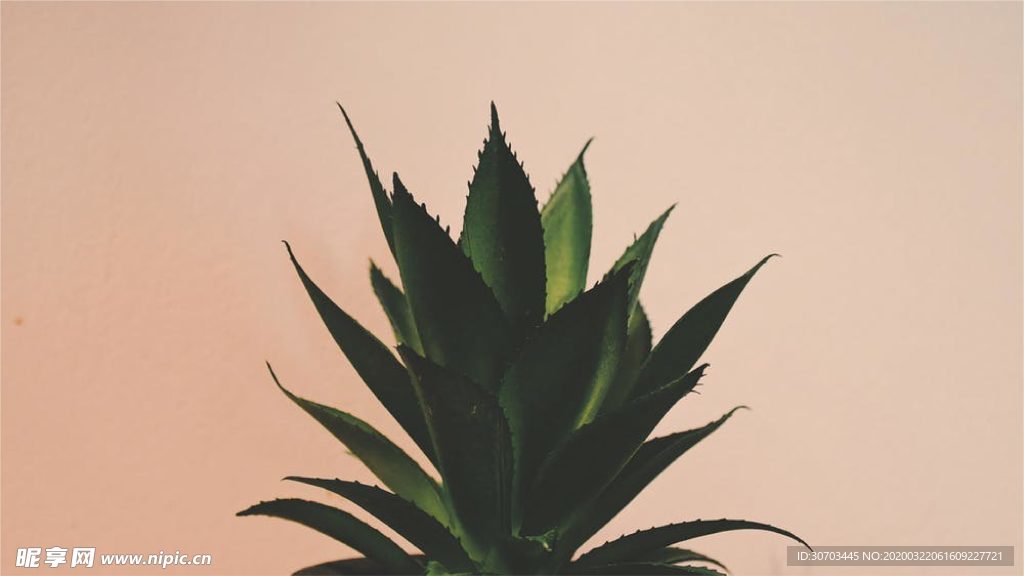 盆栽