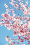 樱花树