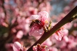 蜜蜂