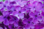 丁香花