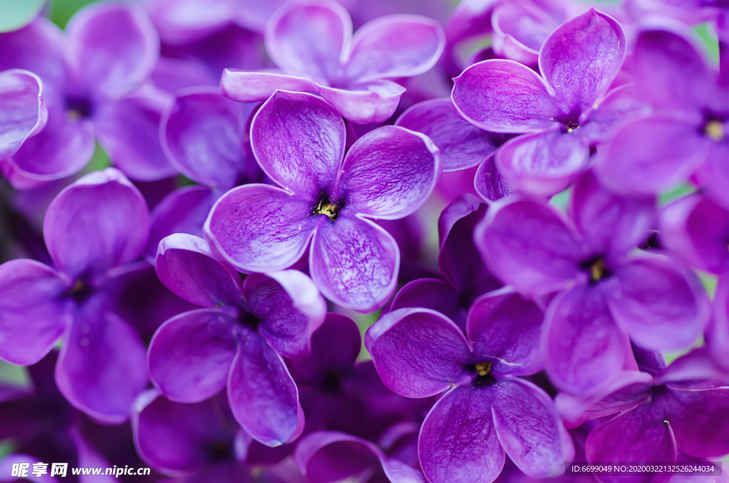丁香花