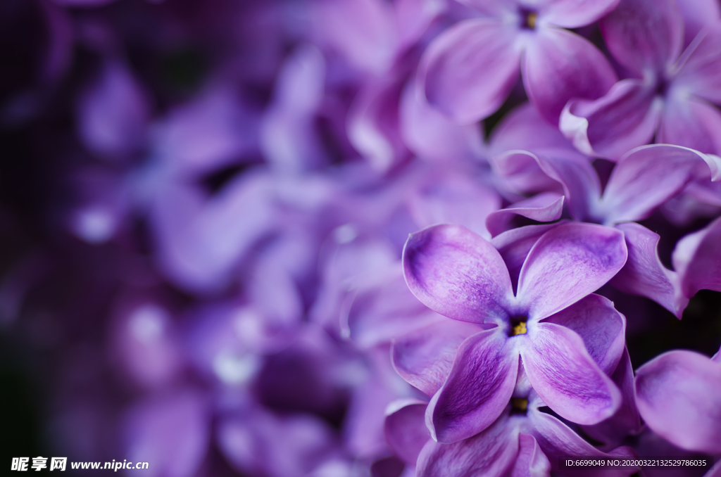 丁香花