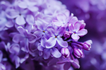 丁香花