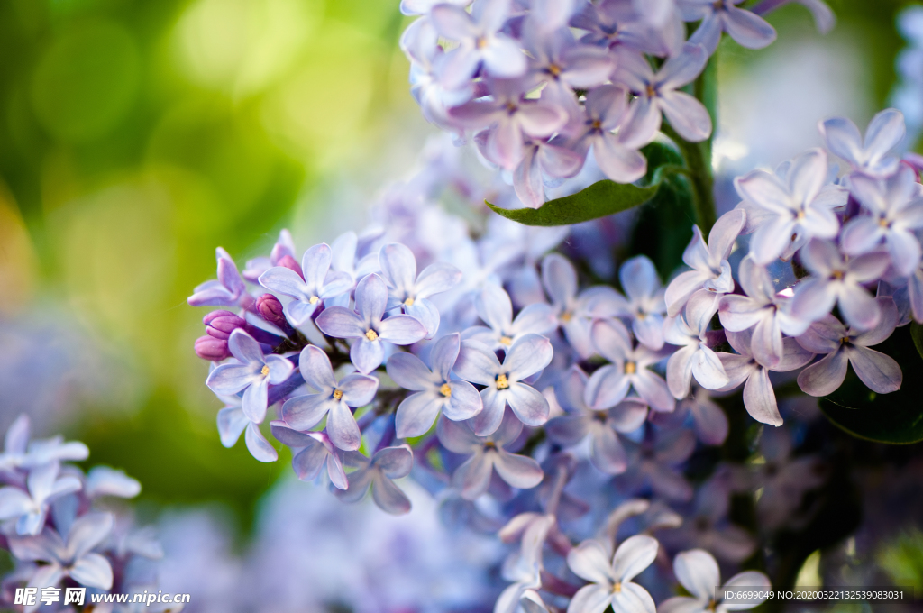 丁香花