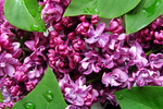 丁香花