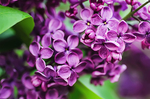 丁香花