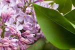 丁香花