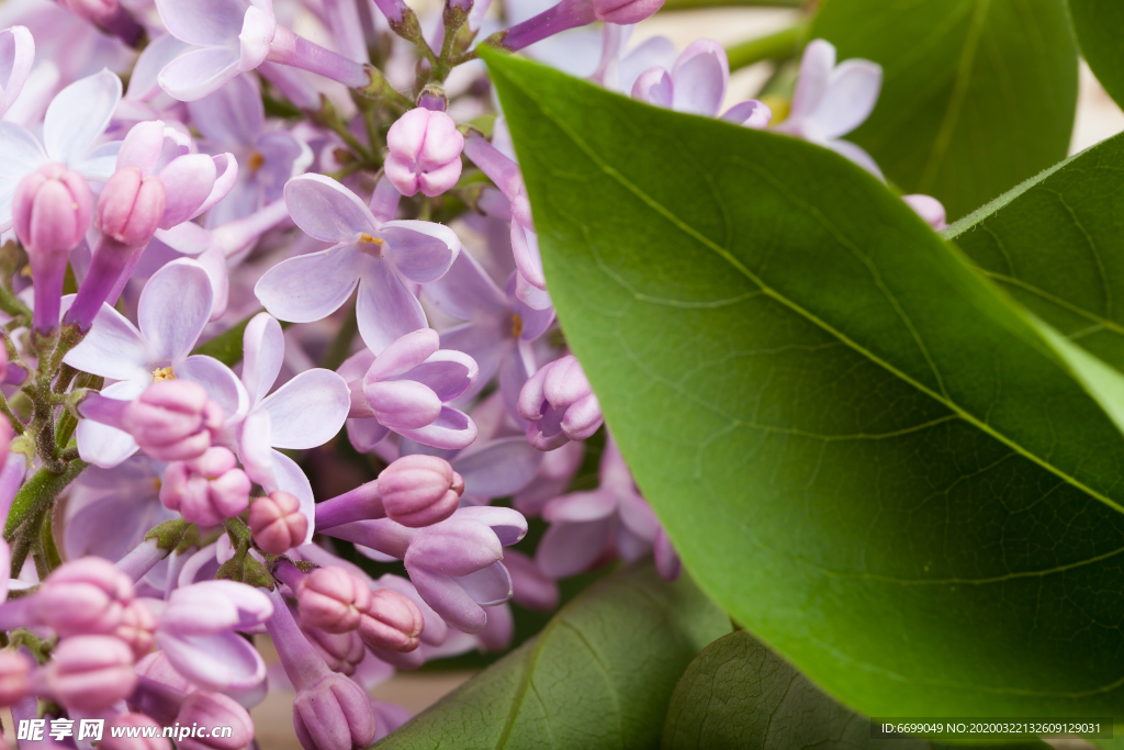 丁香花
