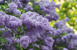 丁香花