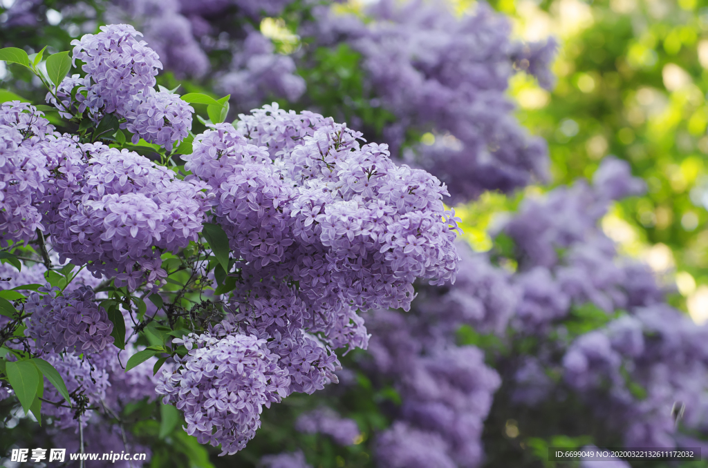 丁香花