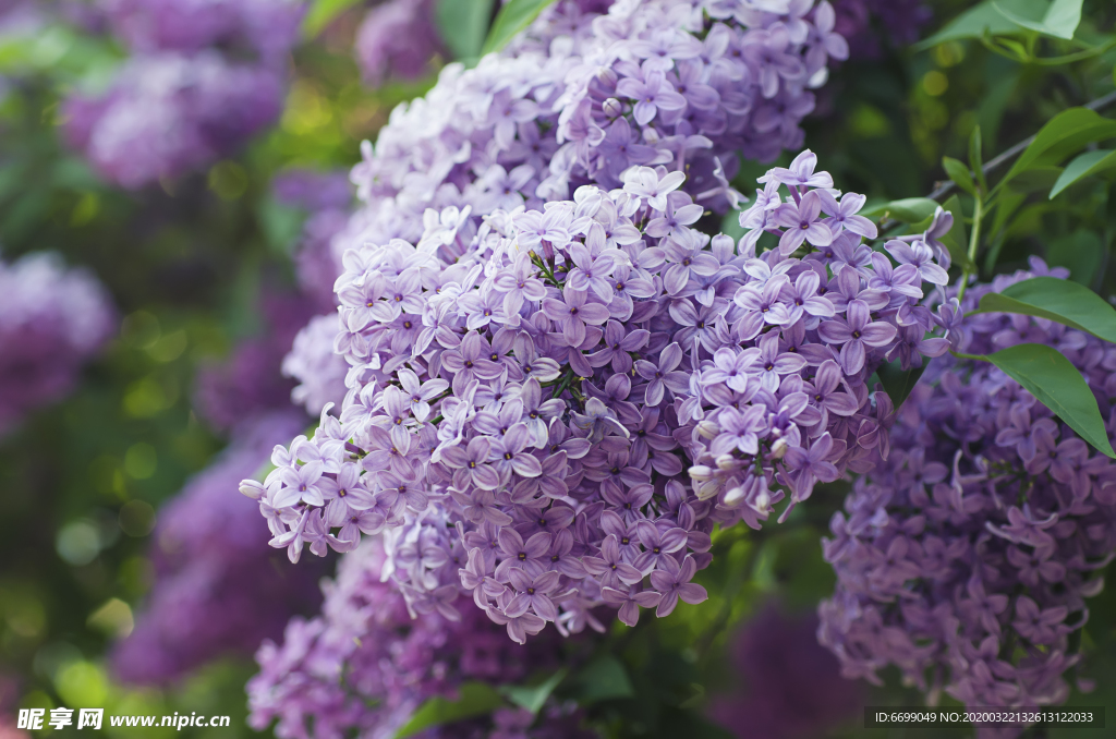 丁香花