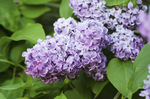 丁香花